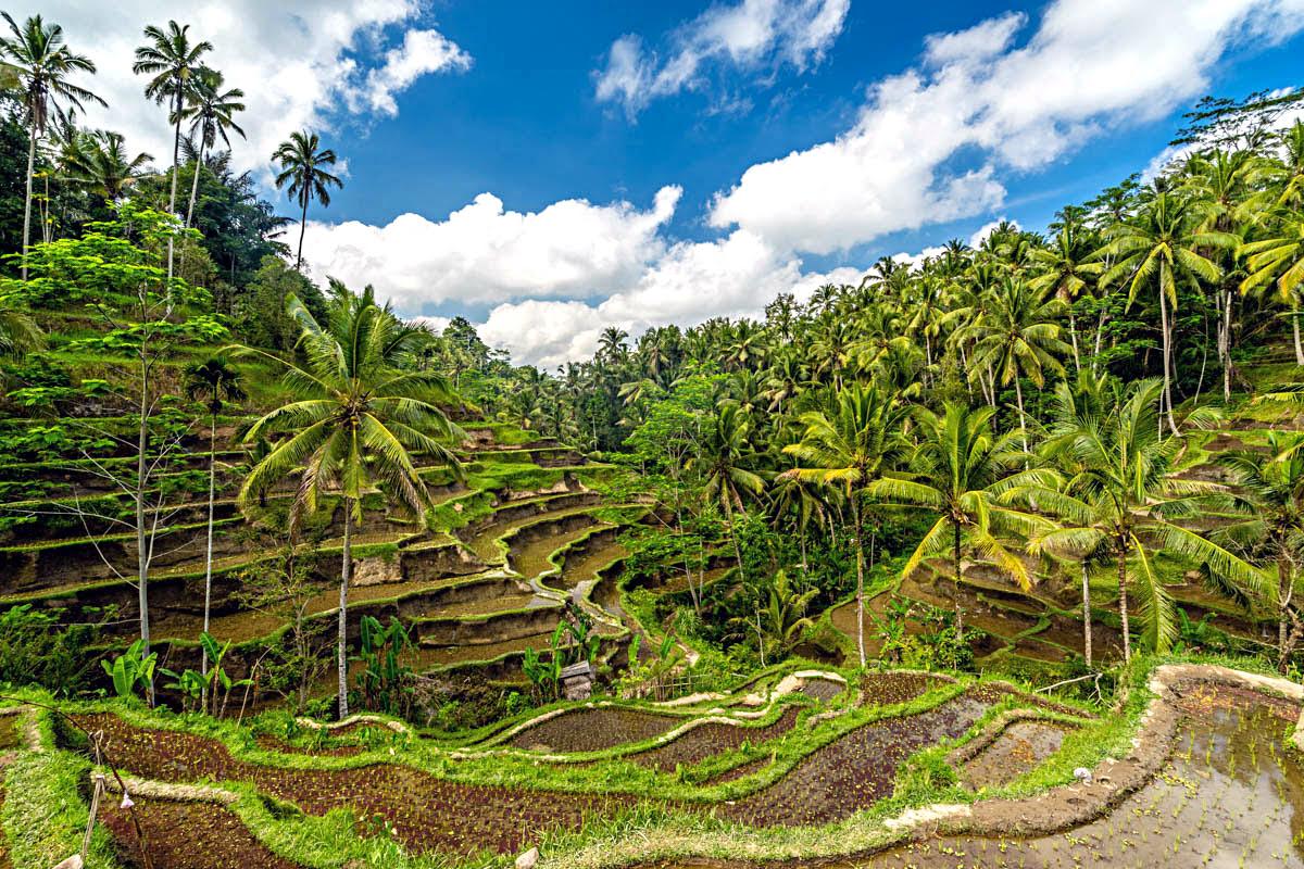 Airport → Ubud